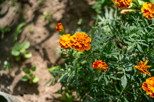 Close up of bright orange marigold flowers blooming in a summer garden. Natural sunny light on beautiful tagetes plants with green leaves. Organic gardening and vibrant autumn botanical background.