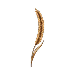 Fototapeta premium Golden grain ear standing upright on a white background, symbolizing agriculture, harvest, sustenance, growth, and natural food resources