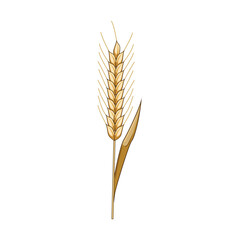Fototapeta premium Golden wheat or rye ear illustrating healthy staple food, organic farming, harvest, and cultivation for bread and baking industries, isolated on a white background