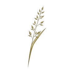 Fototapeta premium Grain plant with green leaves and small seed heads, creating a graphic representation of agriculture, harvest, and natural food elements