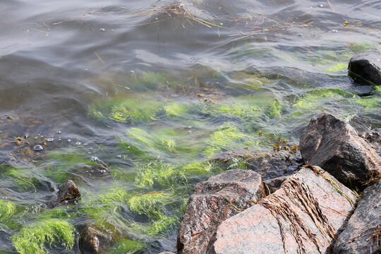 sea at the summer, Algae, Fucus vesiculosus , nature in the sea, plant sea