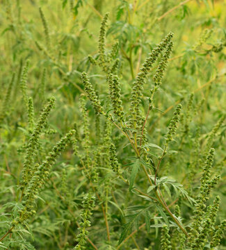 Blooming ragweed field closeup in summer