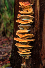 Bracket fungus, King Island, Tasmania, Australia © Colin Bourne