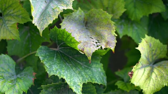 Close-up of diseased grapevine leaves with visible spots and discoloration, requiring home treatment to restore plant health. Gardening blogs, viticulture forums, plant disease identification guides