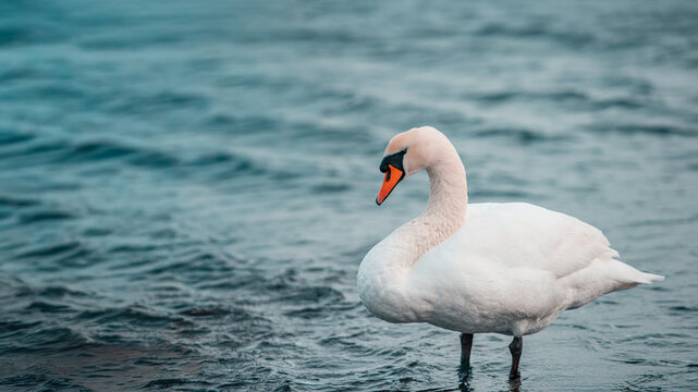 Mute Swan Portrait Wading in Calm Teal Lake, Moody Overcas