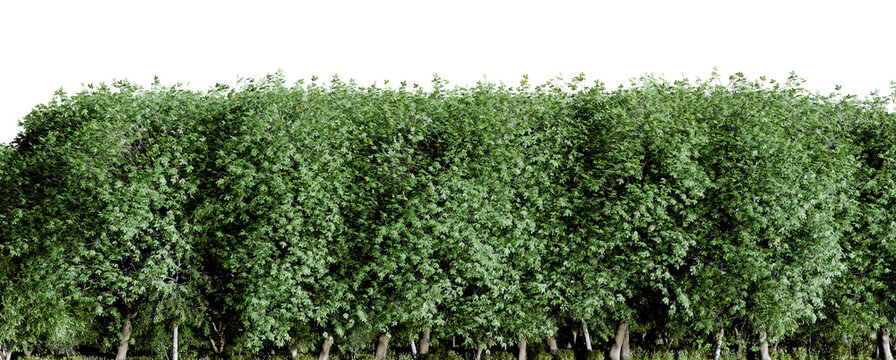 Green trees hedge row cutout isolated on transparent background