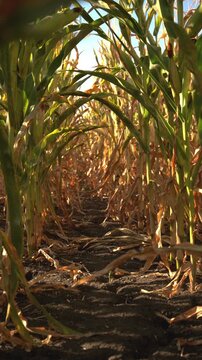 Vertical video, low-angle view looking down a row between tall corn stalks, showing dark soil and golden sunlight filtering through leafy green and yellow maize crops. 4K.