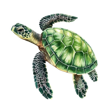 Turtle, watercolor vector, clipart, isolated on a white background.