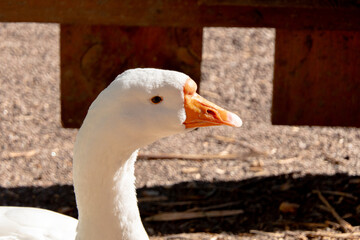 Close-up portrait of a white domestic goose with an orange beak on a farm © dizfoto1973