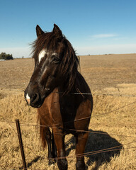 Caballo © Verónica