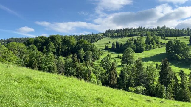 Calm and wild meadow with lush green grass and flowers at midday, surrounded by forest and rolling hills with mountains in the background from Pieniny, Poland. 4k video.