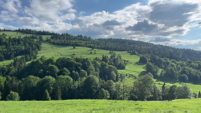 Calm and wild meadow with lush green grass and flowers at midday, surrounded by forest and rolling hills with mountains in the background from Pieniny, Poland. 4k video.