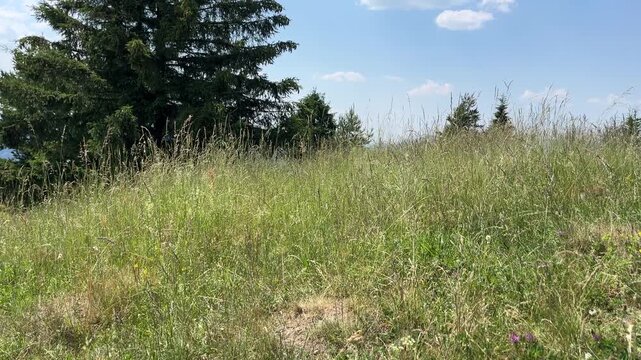 Calm and wild meadow with lush green grass and flowers overlooking Tatra Mountains at midday from Pieniny hills, Poland. Concept of nature, tranquility, adventure and freedom. 4k video.
