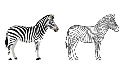 Obraz premium Vector color vs line art Zebra