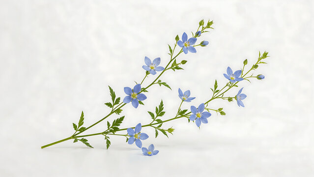 Delicate blue bellflowers on green stems against a white background, isolated on a, transparent background