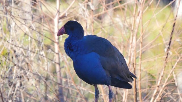 Swamphen bird cleaning itself on dry land