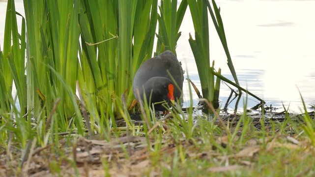 Swamphen bird near the reeds