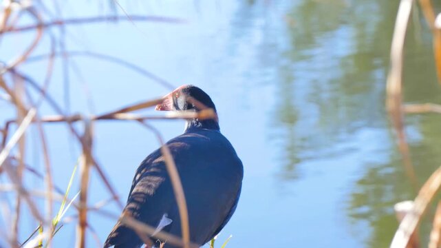 Swamphen bird amongst the straw