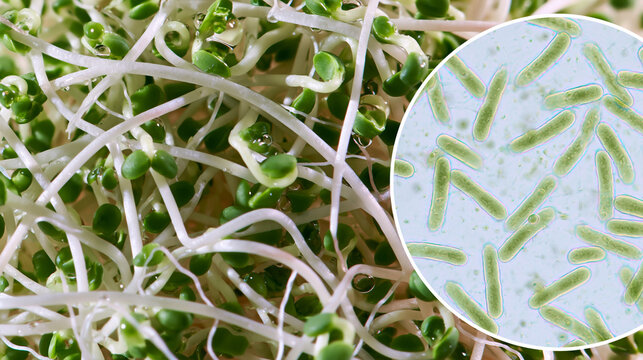Macro view of fresh sprouts with water droplets and magnified bacteria, illustrating microbial contamination and foodborne pathogen risks in raw produce