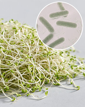 Fresh alfalfa sprouts with magnified rod-shaped bacteria, illustrating microbial contamination, food safety risks and foodborne illness for health and recall content