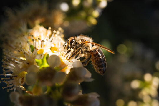 Close-up of a busy honey bee pollinating delicate white cherry laurel blossoms in soft natural light