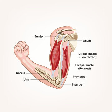 Educational anatomy illustration of a flexed human arm showing biceps brachii contraction, triceps relaxation, humerus, radius, ulna, tendons, origin and insertion.