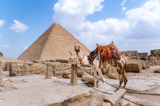 Camel looking at camera and wearing colorful saddle standing on rocky terrain, ancient pyramid rising in background under a cloudy expanse