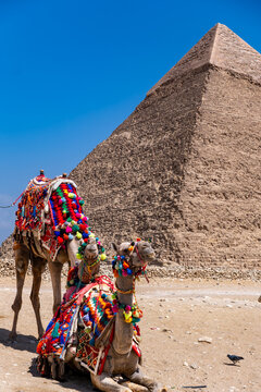 Adorned camels resting on desert terrain, offering rides to visitors exploring ancient egyptian architecture in giza with The great Pyramid of Khafre in the back