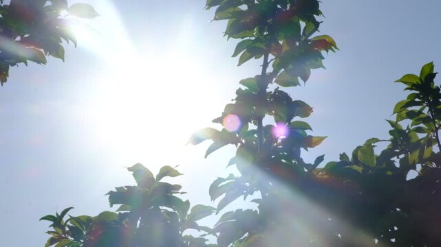 Equinox. Sunbeam, bright blue sky. Backlit view of the green leaves that are blown by the midday breeze, calming meditating natural background. Awe