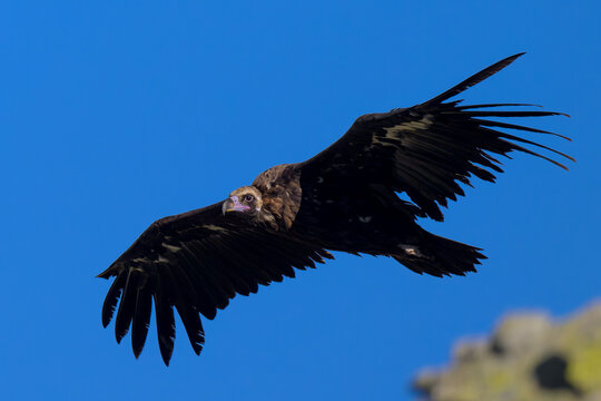 Buitre negro en la Sierra de Guadarrama