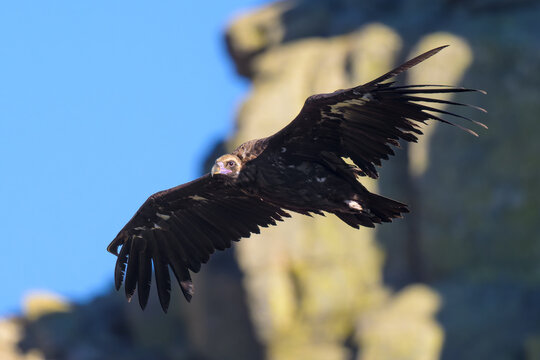 Buitre negro en la Sierra de Guadarrama