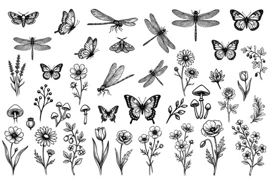 Vintage botanical and insect line art collection, hand drawn black and white wildflowers, butterflies, dragonflies, moths, and mushrooms, ink engraving style set isolated