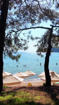 A beach with white umbrellas, seen from a shady, wooded shore overlooking a turquoise Aegean Sea in sunny Greece. Vertical view.