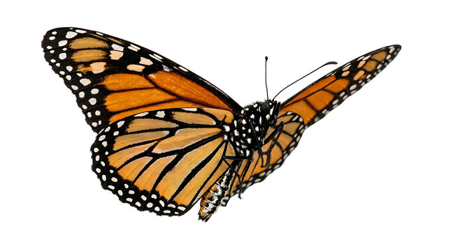 Bright orange monarch butterfly with black and white wings flying outdoors isolated on transparent background
