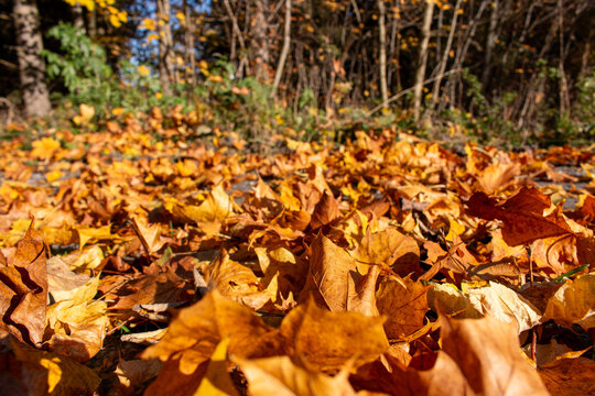 Herbststimmung