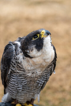 A Peregrine Falcon Bird Of Prey Showing Detailed Plumage