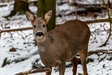 Reh im Wald © MB