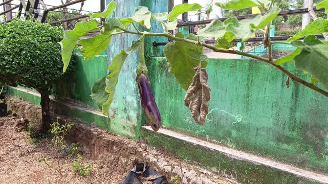 Stock video of fresh purple eggplant fruit hanging on plant stem outdoors in garden setting.