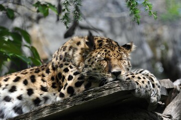 Leopard im Leipziger Zoo © Jutta Adam