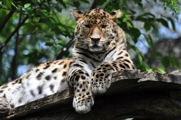 Leopard im Leipziger Zoo © Jutta Adam