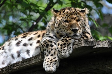 Leopard im Leipziger Zoo © Jutta Adam