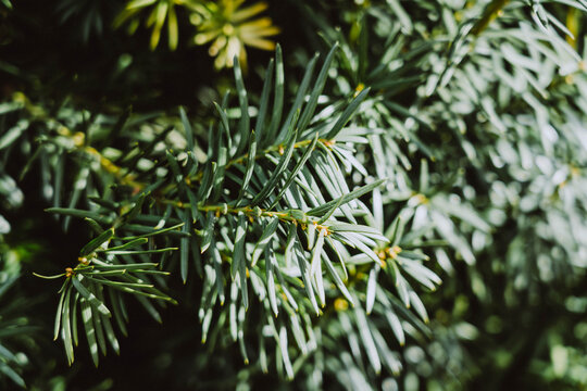 Green yew tree branch with needles texture background. Evergreen Taxus baccata foliage close up.