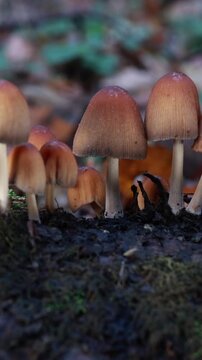 Slider shot of glistening inkcap mushrooms growing on moss covered log in autumn forest. Vertical