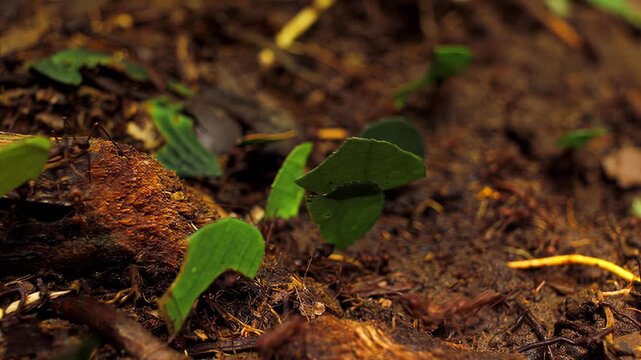 Leafcutter ants meticulously carry foliage through forest floor environment