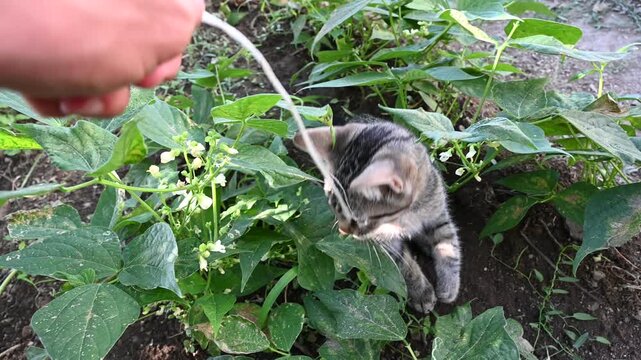 Candid close-up video capturing an adorable tabby kitten playfully jumping and batting at a white thread outdoors. Emphasizes natural light, animal behavior, and soft professional bokeh.