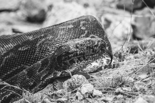 Southern African python flicking its tongue in dramatic duotone