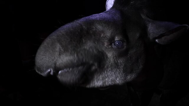 Close-up of a tapir's face with its distinctive snout and gentle eyes