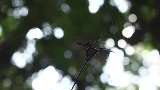 Close-up of a spiny orb-weaver spider on its intricate web in dappled sunlight
