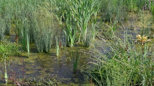 Narrowleaf cattails, Reed sweet-grasses and Hard rushs planted at the water's edge to restore the bank of a pond. Juncus inflexus, Typha angustifolia, Iris pseudacorus, Glyceria maxima, France, Europe