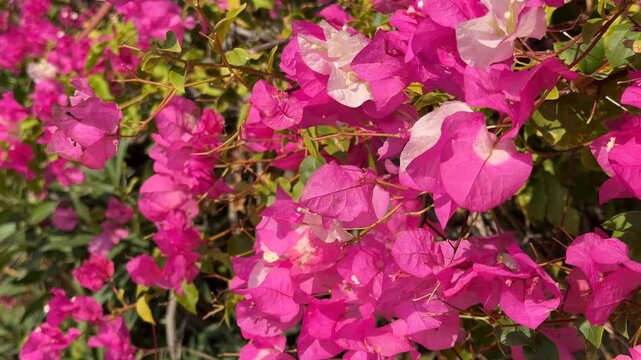 Pink bougainvillea flowers in sunlight with green leaves, vibrant and colorful natural background